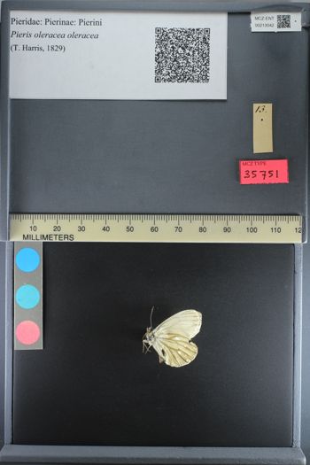 Media type: image;   Entomology 213042